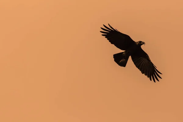 Silhouet Van Crow Vliegen Avond — Stockfoto