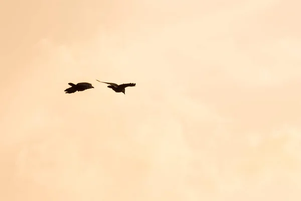 Silhouette Einer Fliegenden Krähe Abend — Stockfoto