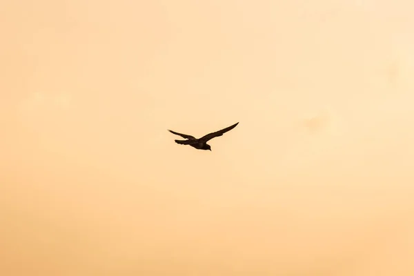 Silhouette Of Flying Crow in The Evening