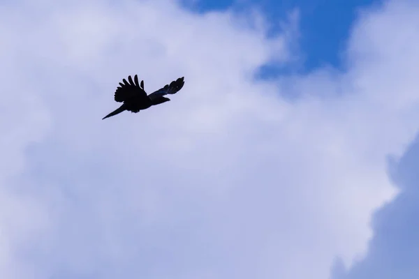 Silhouet Van Crow Vliegen Avond — Stockfoto