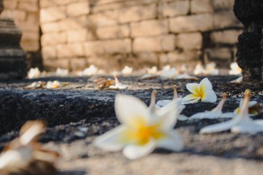 Saf beyaz plumeria çiçek tapınak taş yakın çekim