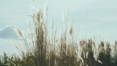 Nehrin Mingun, Mandalay, Myanmar (Burma çim ağaç arka plan ile)