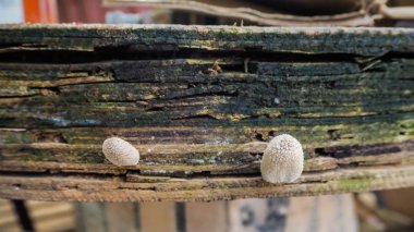 Bir ahşabın kenarında büyüyen küçük mantarları kapat. 