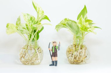 Minyatür insanlar: Epipremnum aureum camla ayakta duran kadın çiftçiyi kapatın 