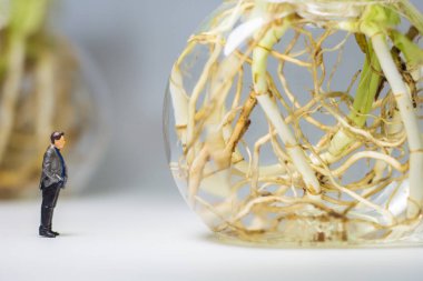 Minyatür insanlar: Cam kabın içinde duran ve Epipremnum aureum arayan bir işadamı kapatın.