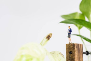 Minyatür insanlar: Beyaz arka planda duran ve Epipremnum aureum 'a (Altın Pothos) bakan kadını kapatın 