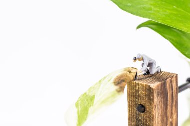 Minyatür insanlar: Kapatılan işçiler beyaz arka planda izole edilmiş Epipremnum aureum (Altın Pothos) üzerinde çalışıyorlar 