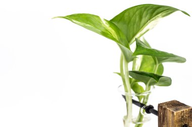 Epipremnum aureum 'u cam kapta kapat.