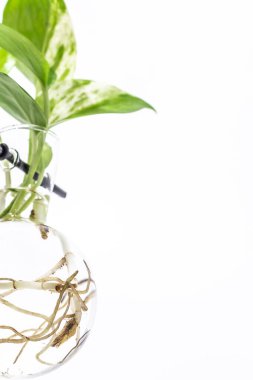 Beyaz arkaplanda izole edilmiş Epipremnum aureum 'u (Altın Pothos) kapat 