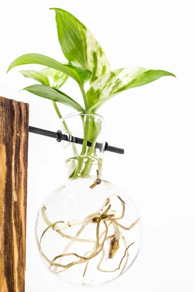 Beyaz arkaplanda izole edilmiş Epipremnum aureum 'u (Altın Pothos) kapat 