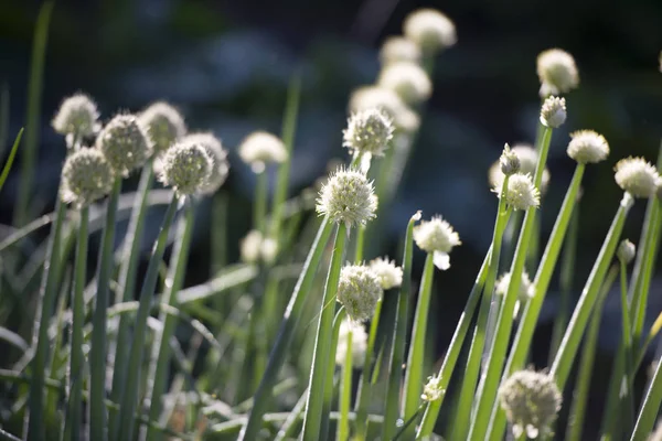 seeds of green onions, Green onion blooming in the garden