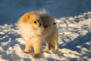Karda Pomeranian köpek