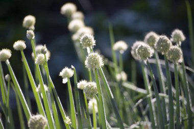 yeşil soğan tohumları