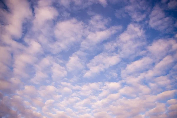 Many Small Pink Clouds — Stock Photo, Image