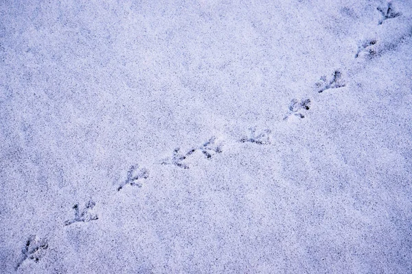 Fußabdrücke Eines Vogels Schnee Winter — Stockfoto