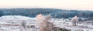 Arka plan mavi orman ağaçlarında buzlu. Güneşli kış sabahı, panorama