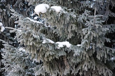 Ladin hoarfrost dallarında.