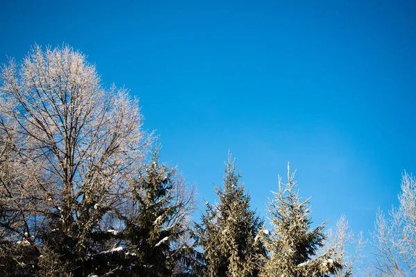 Bouleau Congelé Épicéa Contre Ciel Bleu — Photo