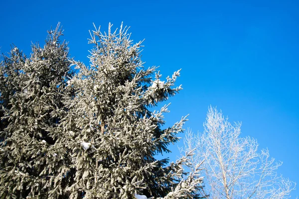 Bouleau Congelé Épicéa Contre Ciel Bleu — Photo