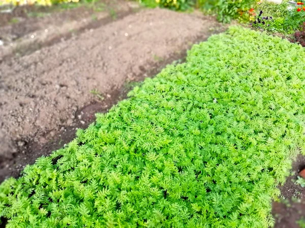 green bed in the garden, crop rotation