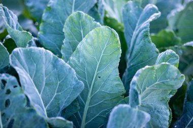 Karnabahar bahçe üzerinde büyür. Saf, doğal ürün. Büyük lahana yaprakları.