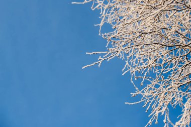 Buzlu ağaç mavi gökyüzüne karşı soğuk gün içinde ağaç dalları üzerinde Çiseleme