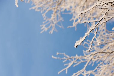 Buzlu ağaç mavi gökyüzüne karşı soğuk gün içinde ağaç dalları üzerinde Çiseleme