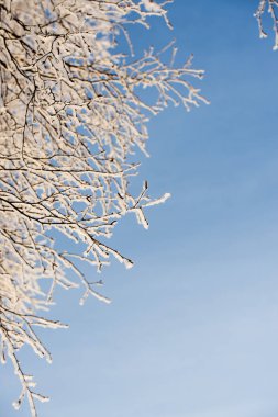 Buzlu ağaç mavi gökyüzüne karşı soğuk gün içinde ağaç dalları üzerinde Çiseleme