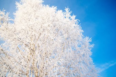 Buzlu ağaç mavi gökyüzüne karşı soğuk gün içinde ağaç dalları üzerinde Çiseleme