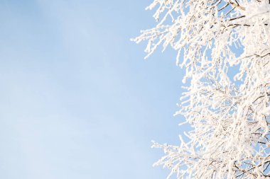 Buzlu ağaç mavi gökyüzüne karşı soğuk gün içinde ağaç dalları üzerinde Çiseleme