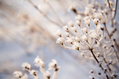 Çıplak ağaç dalı içinde kış geçmiş, Frost'un dallar üzerinde buzlu