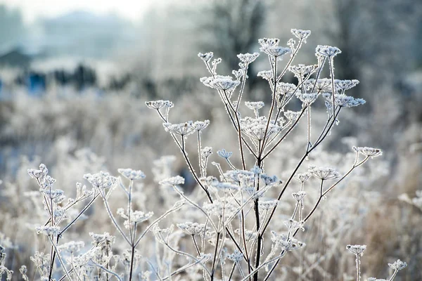 Çıplak ağaç dalı içinde kış geçmiş, Frost'un dallar üzerinde buzlu