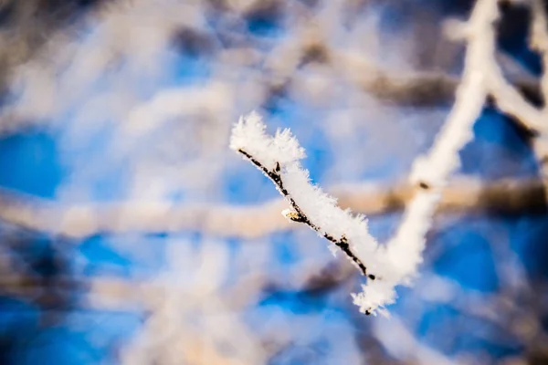 Çıplak Ağaç Dalı Içinde Kış Geçmiş Frost Dallar Üzerinde Buzlu — Stok fotoğraf