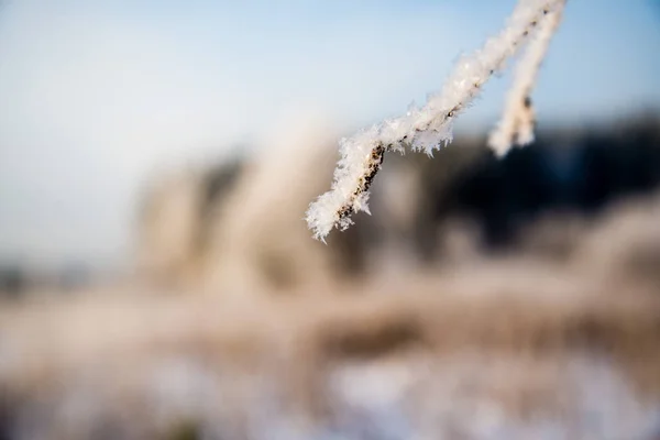 Çıplak Ağaç Dalı Içinde Kış Geçmiş Frost Dallar Üzerinde Buzlu — Stok fotoğraf