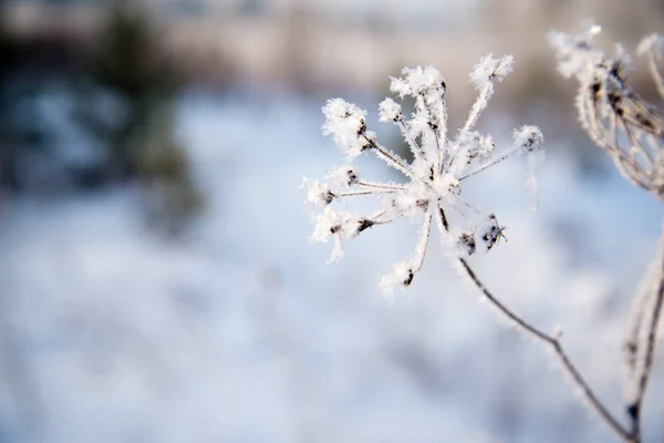 Çıplak Ağaç Dalı Içinde Kış Geçmiş Frost Dallar Üzerinde Buzlu — Stok fotoğraf