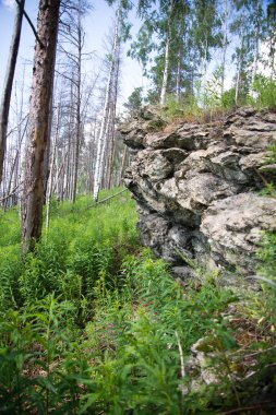Tayga üzerinde görüntüleyin. Sibirya orman kayalarda