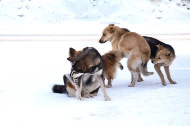 Evsiz köpekleri. Bir sürü sokak köpeği karda