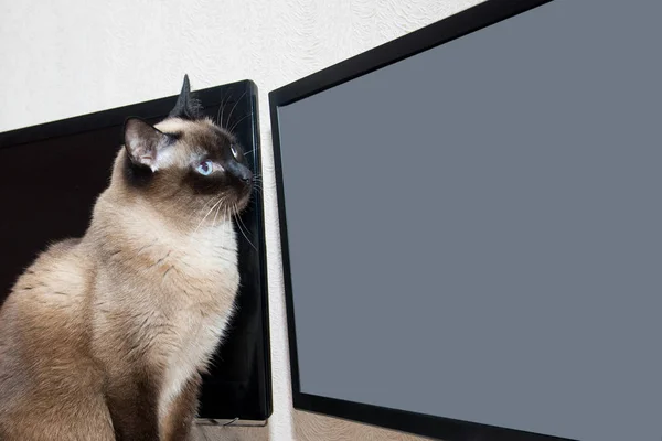 Cat looks at the monitor screen. Animal, texture and technology concept.