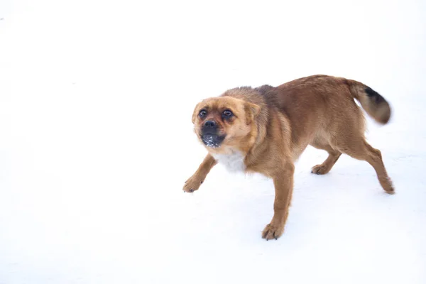 Angry street dog on a white background. Angry street dog on a white background, stray dog fear of man