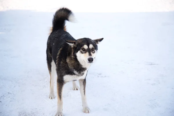 black dog on white background, dog in the snow, homeless dog