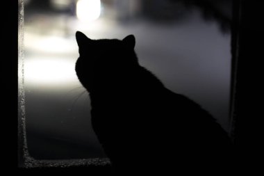 siyah bir kedi penceresinde silüeti