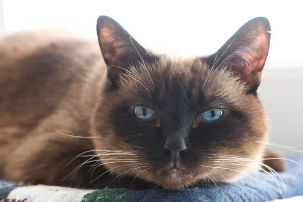Retrato del gato siamés. 15 años. — Foto de Stock