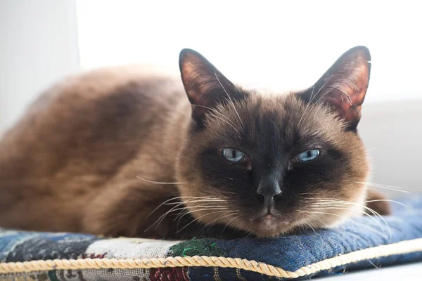 Ritratto del gatto siamese. 15 anni — Foto Stock