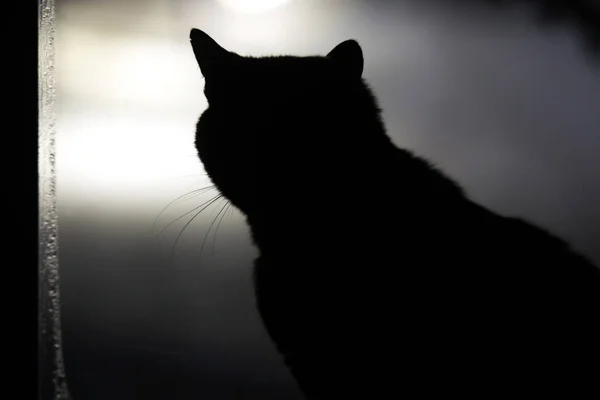 black silhouette of a cat on the window
