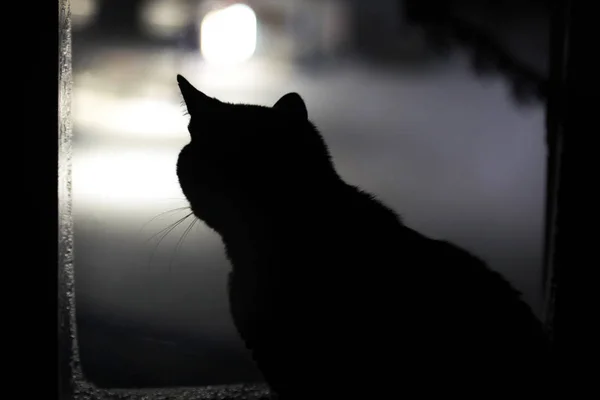 Black silhouette of a cat on the window — Stock Photo, Image