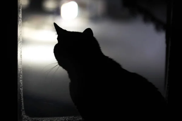 Silueta negra de un gato en la ventana — Foto de Stock