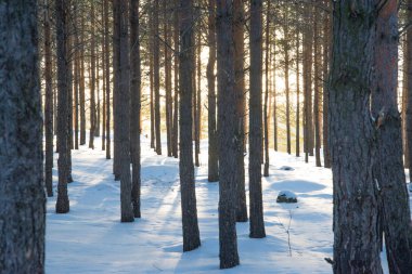 Toz kar dağ orman Park ayak izleri kılavuzluk