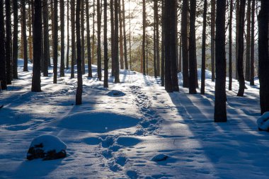 Toz kar dağ orman Park ayak izleri kılavuzluk