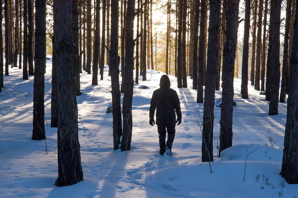karda ağaçları arasında kış ormandaki insan silueti