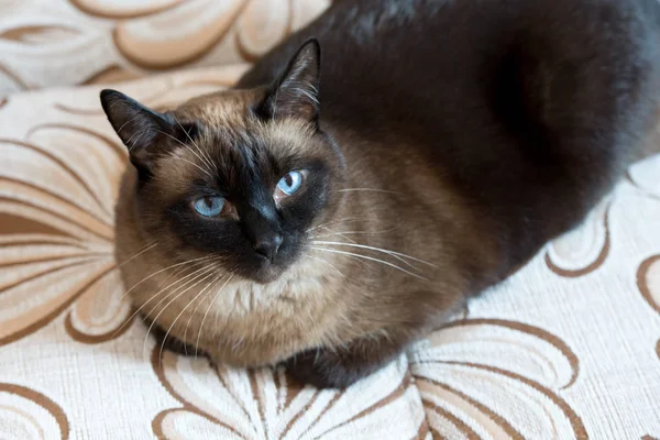 Ritratto Del Gatto Siamese Occhi Azzurri Gatto — Foto Stock